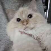 ヒメ日記 2026/04/08 14:00 投稿 こはく MOMO(モモ)