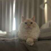 ヒメ日記 2026/04/14 16:17 投稿 こはく MOMO(モモ)