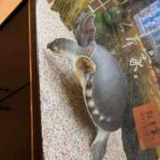 ヒメ日記 2026/02/07 17:39 投稿 悠亜(ゆあ) エリートな人妻たち新宿