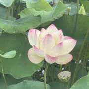 ヒメ日記 2025/07/17 20:53 投稿 みか パイの巣