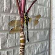 ヒメ日記 2025/06/20 15:22 投稿 ほなみ オトナのハンドメイド