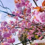 ヒメ日記 2025/04/14 15:02 投稿 蘭◇らん 人妻吐息