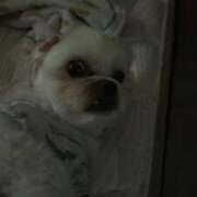 ヒメ日記 2025/11/02 20:21 投稿 蘭◇らん 人妻吐息