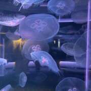 ヒメ日記 2025/11/20 15:49 投稿 蘭◇らん 人妻吐息