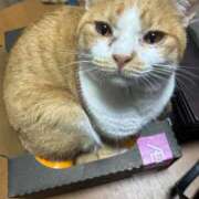 ヒメ日記 2025/11/25 13:49 投稿 蘭◇らん 人妻吐息