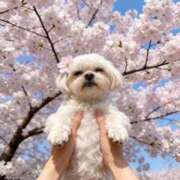 ヒメ日記 2026/04/13 12:26 投稿 蘭◇らん 人妻吐息