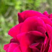 りせ 明日、体験入店いたします〜😍✨ 西船人妻花壇