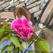 りせ 本日、出勤しまーす🥰🩷🩷 西船人妻花壇