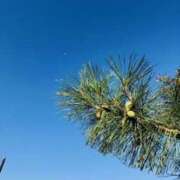 ヒメ日記 2025/04/21 18:35 投稿 みと 出会い系人妻ネットワーク さいたま～大宮編