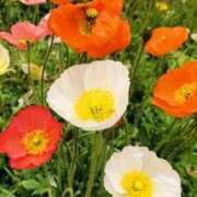 ヒメ日記 2025/04/27 19:35 投稿 みと 出会い系人妻ネットワーク さいたま～大宮編