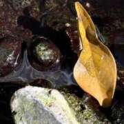 ヒメ日記 2025/07/13 19:45 投稿 みと 出会い系人妻ネットワーク さいたま～大宮編