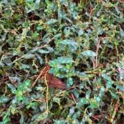 ヒメ日記 2025/11/06 19:54 投稿 みと 出会い系人妻ネットワーク さいたま～大宮編