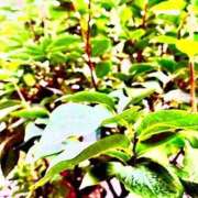 ヒメ日記 2025/11/09 20:45 投稿 みと 出会い系人妻ネットワーク さいたま～大宮編