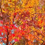 ヒメ日記 2025/11/12 20:52 投稿 みと 出会い系人妻ネットワーク さいたま～大宮編