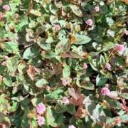 ヒメ日記 2025/11/21 20:01 投稿 みと 出会い系人妻ネットワーク さいたま～大宮編