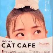 みと 猫カフェ🐈 出会い系人妻ネットワーク さいたま～大宮編