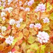 ヒメ日記 2025/12/17 20:32 投稿 みと 出会い系人妻ネットワーク さいたま～大宮編