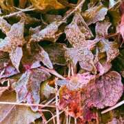 ヒメ日記 2025/12/29 08:22 投稿 みと 出会い系人妻ネットワーク さいたま～大宮編