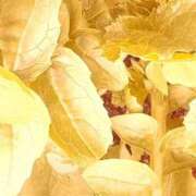 みと [今週の出勤予定日] 出会い系人妻ネットワーク さいたま～大宮編