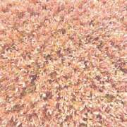 ヒメ日記 2026/02/23 18:52 投稿 みと 出会い系人妻ネットワーク さいたま～大宮編