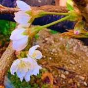 ヒメ日記 2026/03/23 18:53 投稿 みと 出会い系人妻ネットワーク さいたま～大宮編