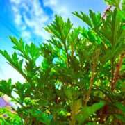 ヒメ日記 2026/03/27 20:02 投稿 みと 出会い系人妻ネットワーク さいたま～大宮編