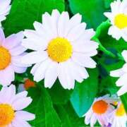 ヒメ日記 2026/04/05 20:52 投稿 みと 出会い系人妻ネットワーク さいたま～大宮編