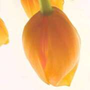 ヒメ日記 2026/04/06 20:02 投稿 みと 出会い系人妻ネットワーク さいたま～大宮編