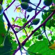 ヒメ日記 2026/04/11 19:54 投稿 みと 出会い系人妻ネットワーク さいたま～大宮編