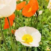 ヒメ日記 2026/04/20 20:02 投稿 みと 出会い系人妻ネットワーク さいたま～大宮編