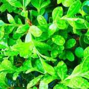 みと [出勤予定日] 出会い系人妻ネットワーク さいたま～大宮編