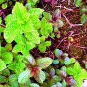 ヒメ日記 2026/04/29 18:42 投稿 みと 出会い系人妻ネットワーク さいたま～大宮編