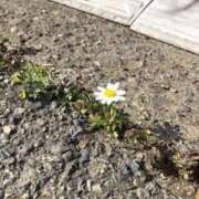 ヒメ日記 2025/05/12 19:44 投稿 みと 出会い系人妻ネットワーク 春日部〜岩槻編