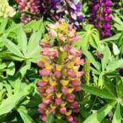 ヒメ日記 2025/05/18 20:04 投稿 みと 出会い系人妻ネットワーク 春日部〜岩槻編