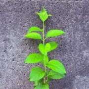 ヒメ日記 2025/08/16 10:44 投稿 みと 出会い系人妻ネットワーク 春日部〜岩槻編