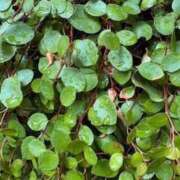 ヒメ日記 2025/08/16 17:14 投稿 みと 出会い系人妻ネットワーク 春日部〜岩槻編