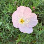 ヒメ日記 2025/09/01 20:24 投稿 みと 出会い系人妻ネットワーク 春日部〜岩槻編