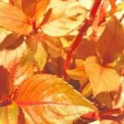 ヒメ日記 2025/10/24 20:04 投稿 みと 出会い系人妻ネットワーク 春日部〜岩槻編