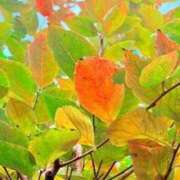 ヒメ日記 2025/11/23 20:23 投稿 みと 出会い系人妻ネットワーク 春日部〜岩槻編