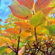 ヒメ日記 2025/11/29 20:34 投稿 みと 出会い系人妻ネットワーク 春日部〜岩槻編