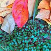 ヒメ日記 2025/12/01 20:34 投稿 みと 出会い系人妻ネットワーク 春日部〜岩槻編