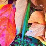 ヒメ日記 2025/12/09 19:54 投稿 みと 出会い系人妻ネットワーク 春日部〜岩槻編