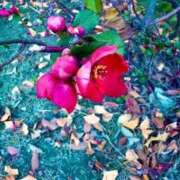 ヒメ日記 2025/12/15 19:44 投稿 みと 出会い系人妻ネットワーク 春日部〜岩槻編