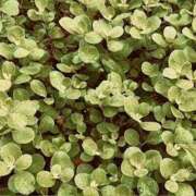 ヒメ日記 2025/12/17 20:14 投稿 みと 出会い系人妻ネットワーク 春日部〜岩槻編