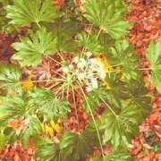 ヒメ日記 2025/12/20 19:54 投稿 みと 出会い系人妻ネットワーク 春日部〜岩槻編