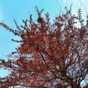 ヒメ日記 2025/12/27 20:34 投稿 みと 出会い系人妻ネットワーク 春日部〜岩槻編