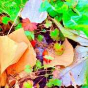 ヒメ日記 2025/12/31 20:04 投稿 みと 出会い系人妻ネットワーク 春日部〜岩槻編