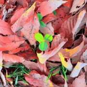 ヒメ日記 2026/01/14 20:14 投稿 みと 出会い系人妻ネットワーク 春日部〜岩槻編