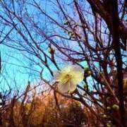 みと [今週の出勤予定日] 出会い系人妻ネットワーク 春日部〜岩槻編