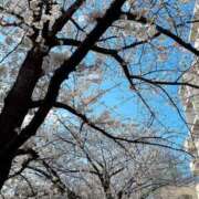 ヒメ日記 2025/04/13 08:13 投稿 るい いわき小名浜ちゃんこ